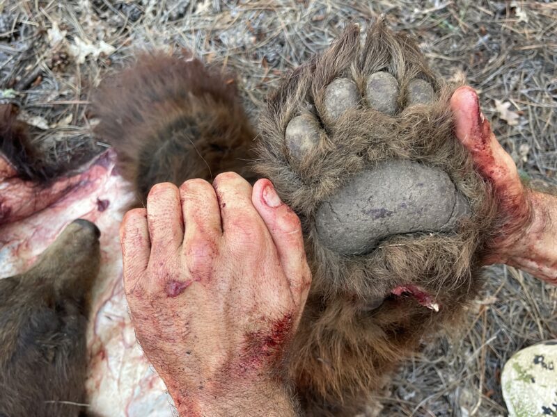 Arizona Black Bear Hunt