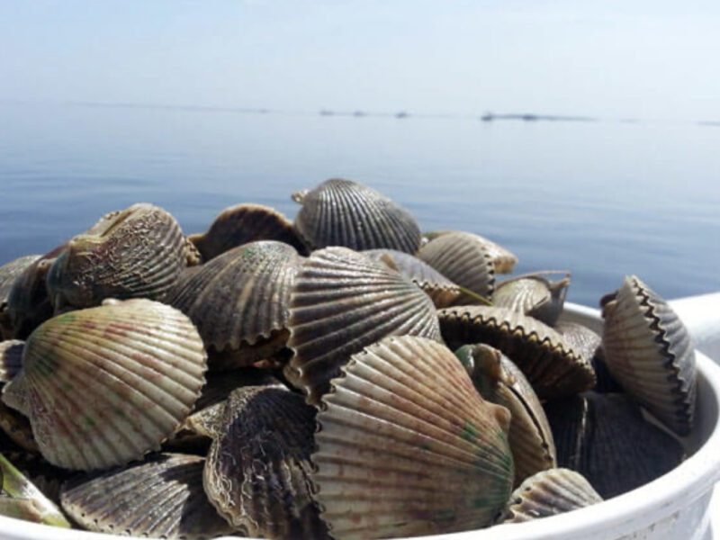 Florida 4 Hour Scallop Trip