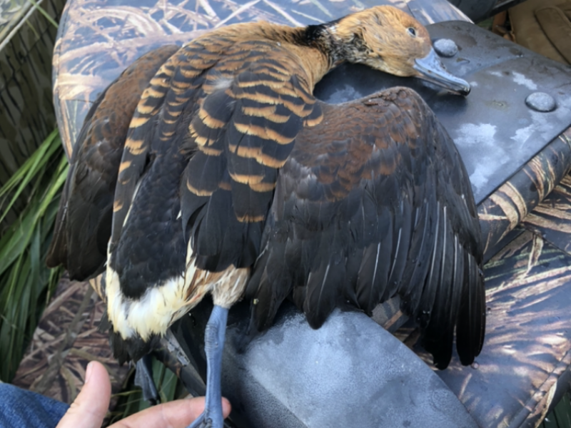 Central Florida Guided Duck Hunt