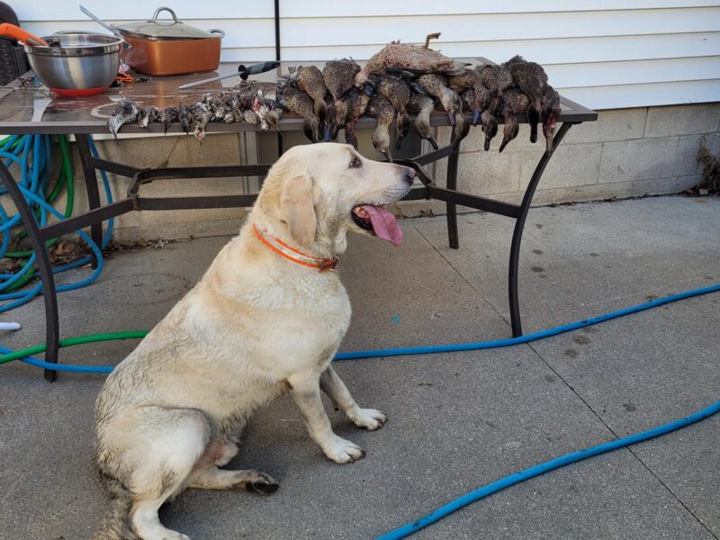 Nebraska Early Teal Hunts