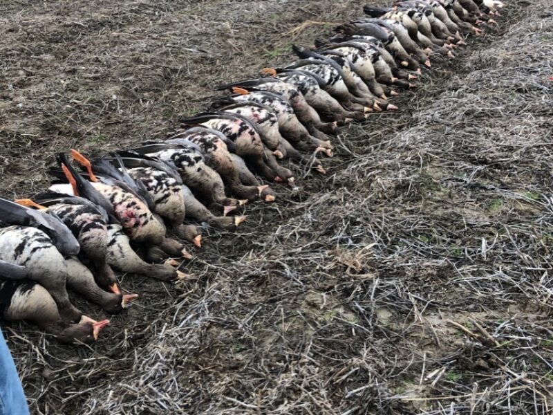 Arkansas Goose Hunts B² Guide Service