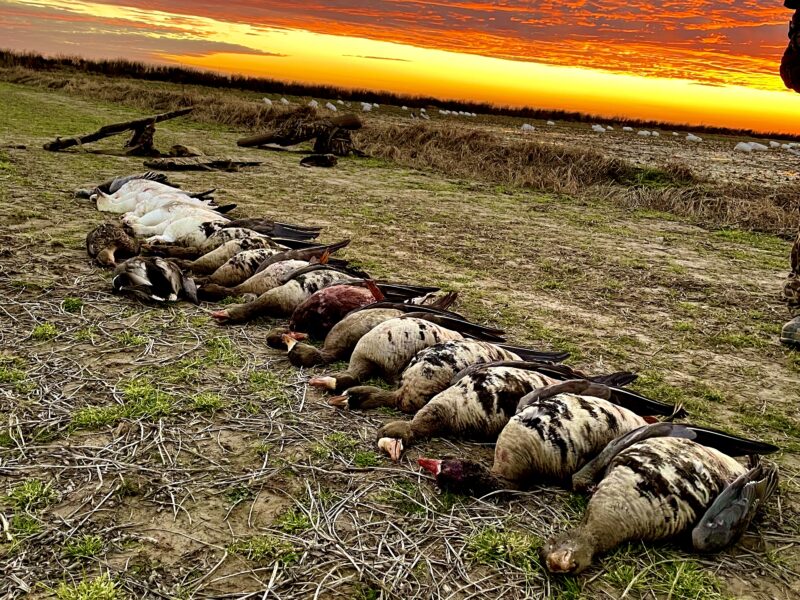 Arkansas Goose Hunts B² Guide Service