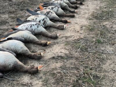 Arkansas Goose Hunts B² Guide Service