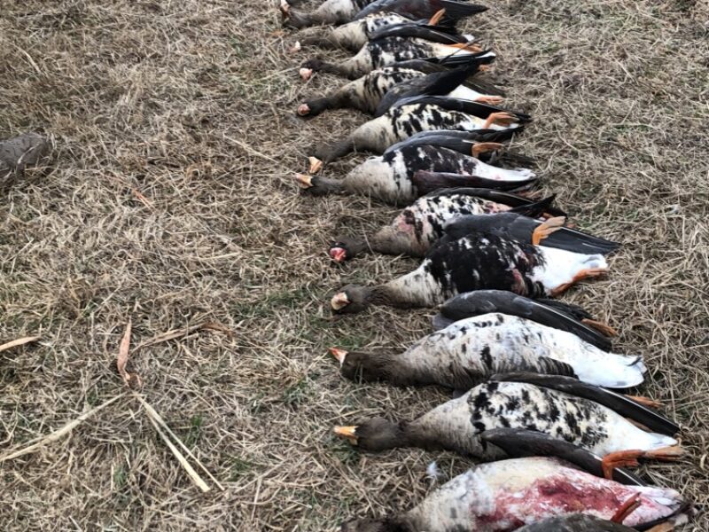 Arkansas Goose Hunts B² Guide Service