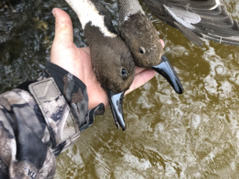 Central Florida Guided Duck Hunt