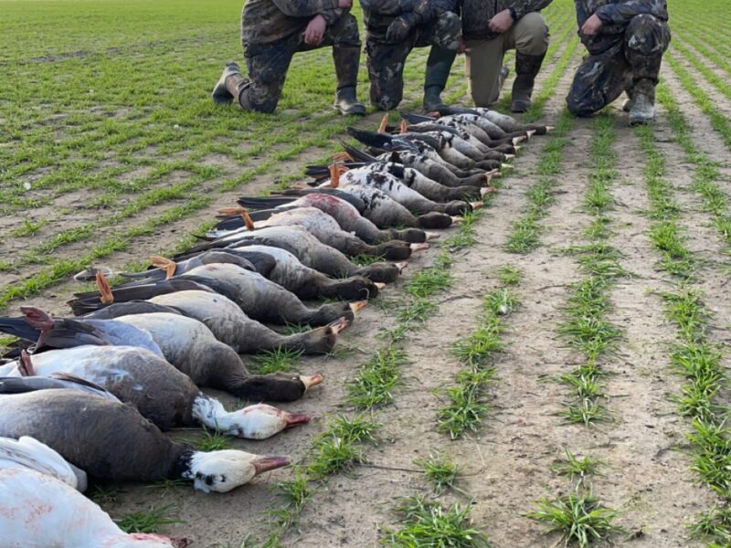 Arkansas Goose Hunts B² Guide Service