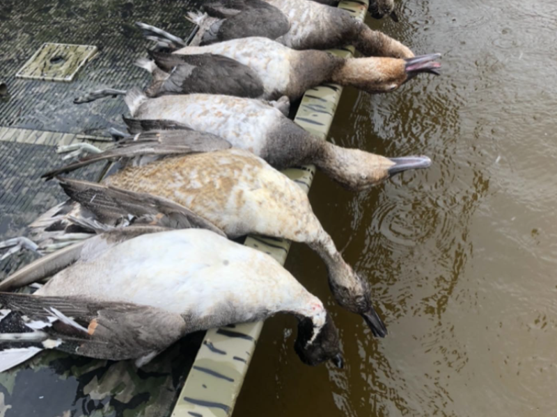 Central Florida Guided Duck Hunt