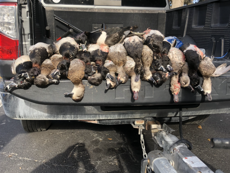 Central Florida Guided Duck Hunt