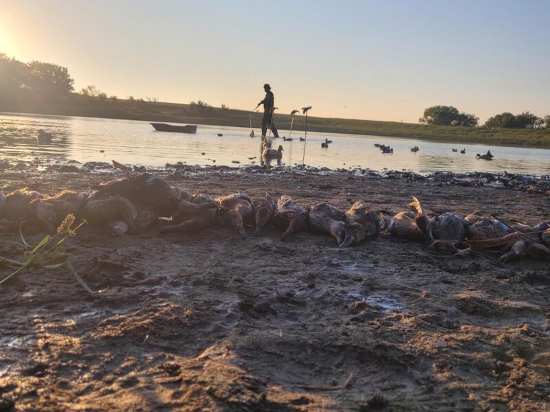 Nebraska Early Teal Hunts