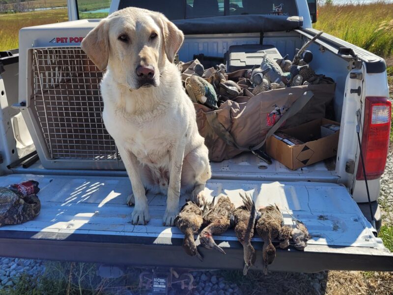 Nebraska Early Teal Hunts