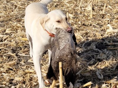 Nebraska Duck and Goose Hunts