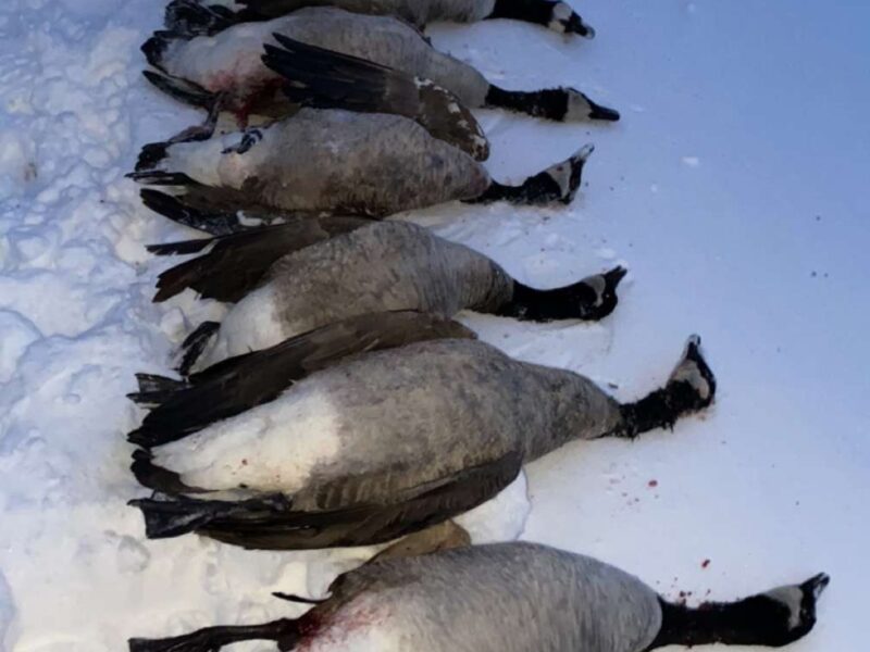 Nebraska Duck and Goose Hunts