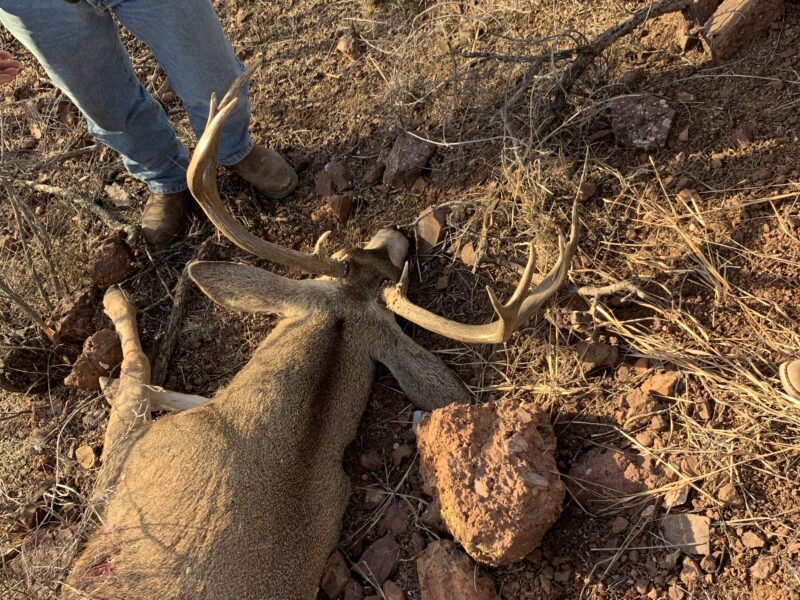 Arizona Rifle Coues Deer Hunt | Old School Outfitters