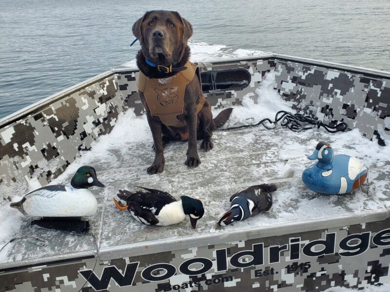 Alaska Sea Duck Hunting