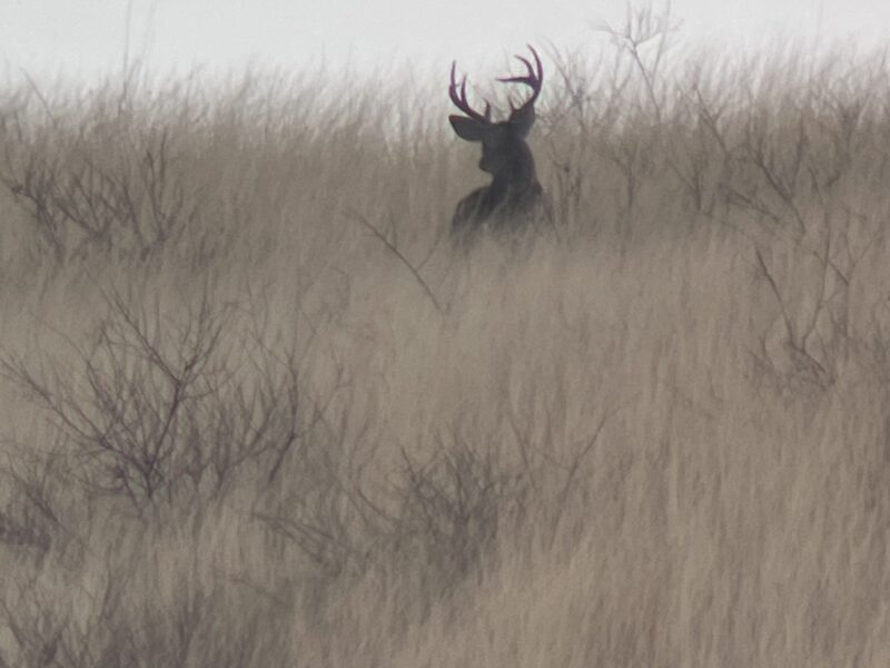 Arizona Rifle Coues Deer Hunt | Old School Outfitters