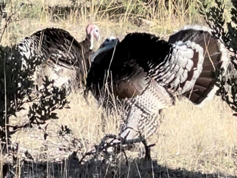 Arizona Goulds & Merriams Turkey Hunt