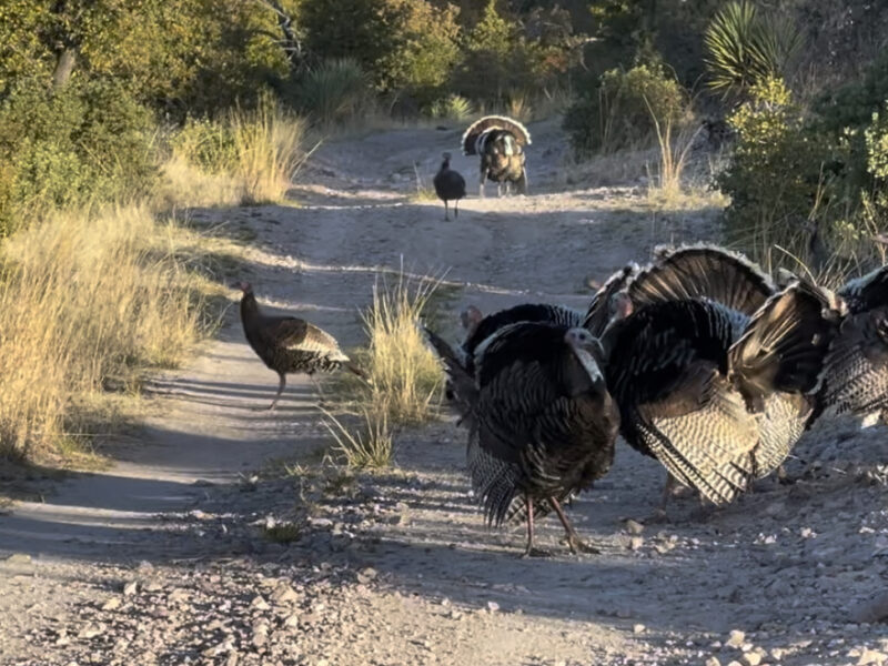 Arizona Goulds & Merriams Turkey Hunt