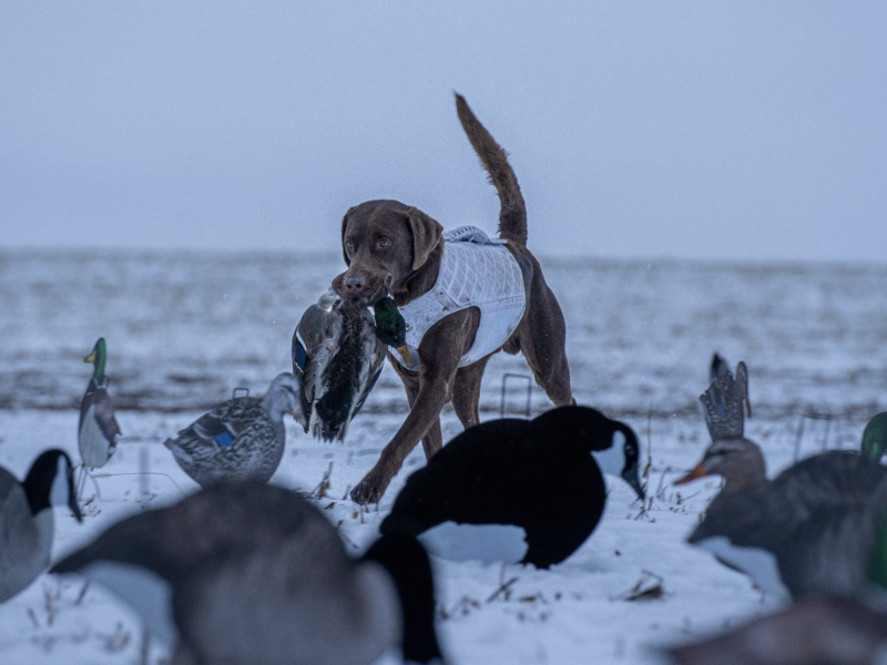 North Dakota Waterfowl Hunts