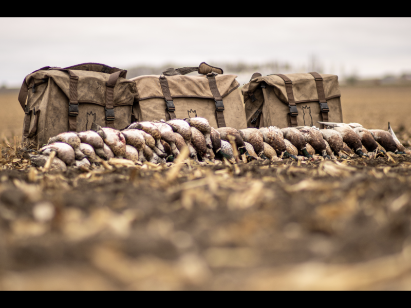 North Dakota Waterfowl Hunts