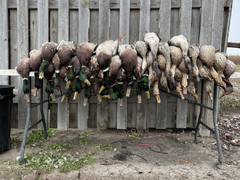 North Dakota Waterfowl Hunts