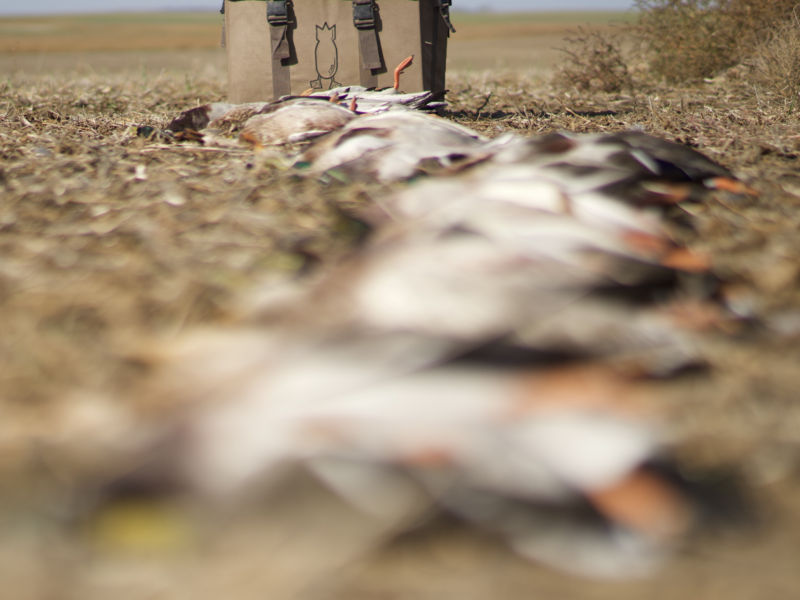 North Dakota Waterfowl Hunts