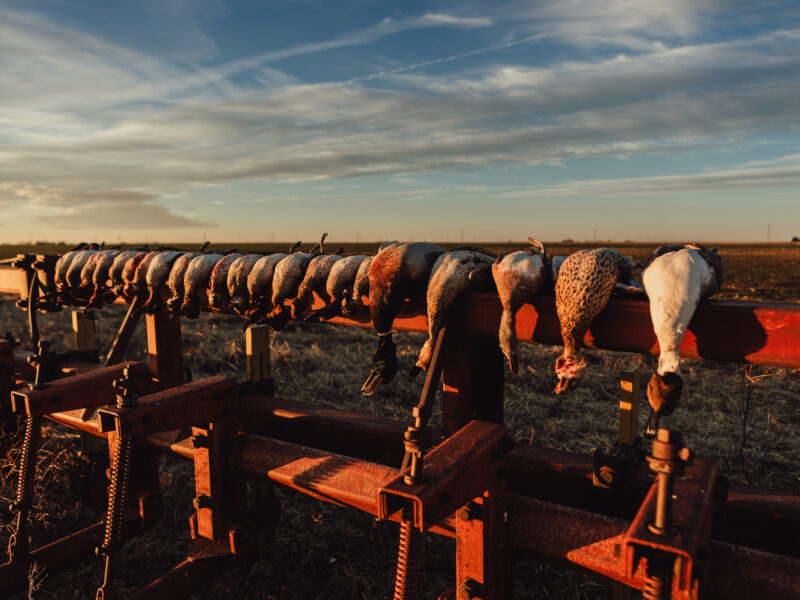 Texas Sandhill Crane & Waterfowl Hunts / Burning Sky Outfitters