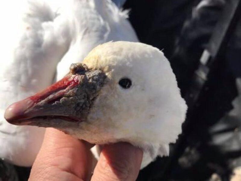 Guided Missouri Snow Goose Hunts | Burning Sky Outfitters