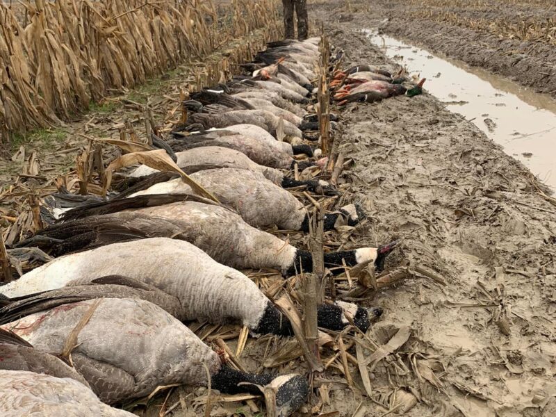 Guided Michigan Goose Hunts | Burning Sky Outfitters