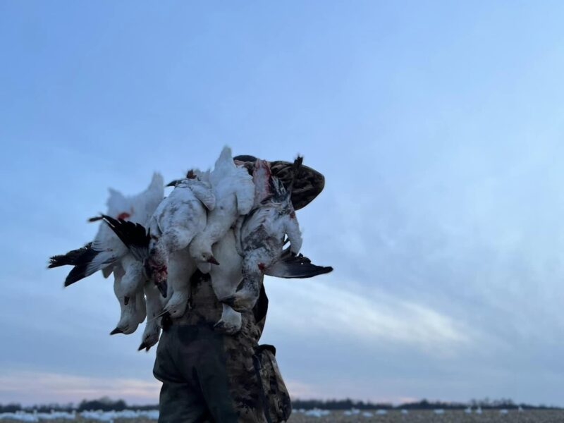 Guided Missouri Snow Goose Hunts | Burning Sky Outfitters