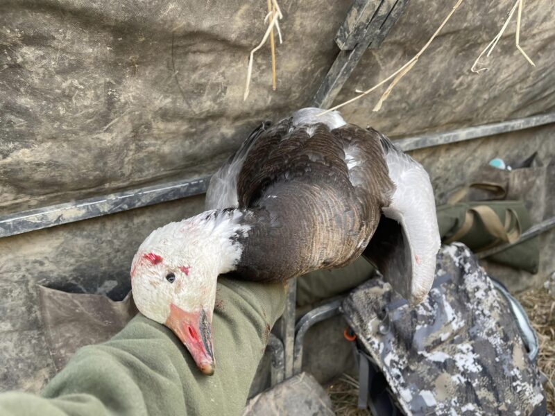 Guided Missouri Snow Goose Hunts | Burning Sky Outfitters