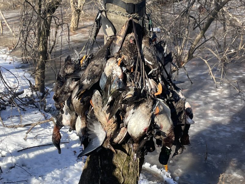 Fully Guided Arkansas Waterfowl Hunts | Uekman Guide Service