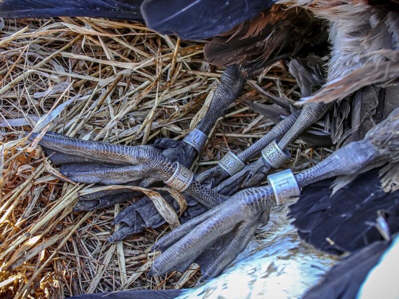 Missouri Duck and Goose Combo Hunts