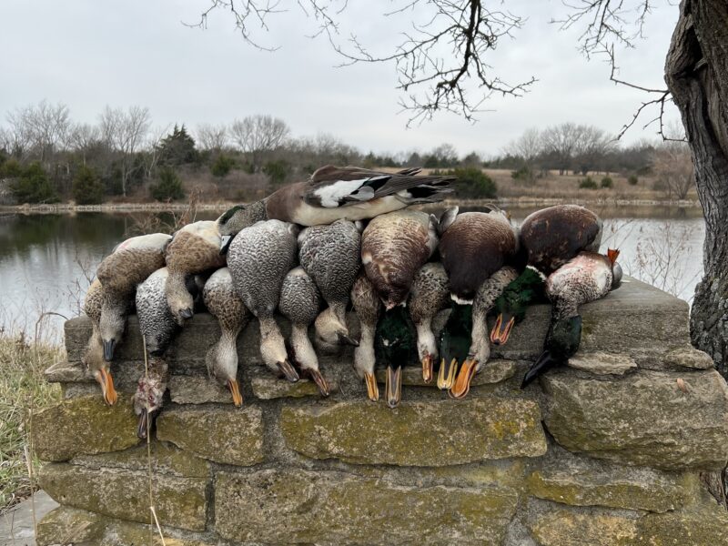 Missouri Duck and Goose Combo Hunts