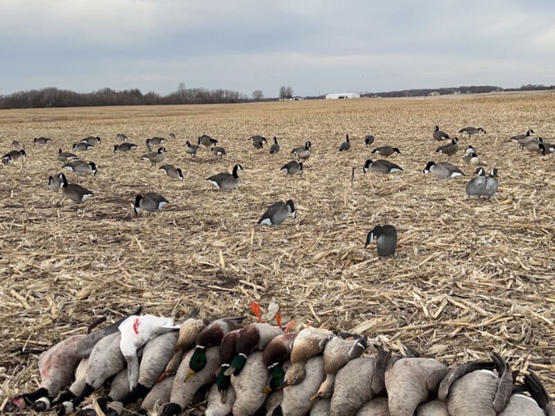 Missouri Duck and Goose Combo Hunts