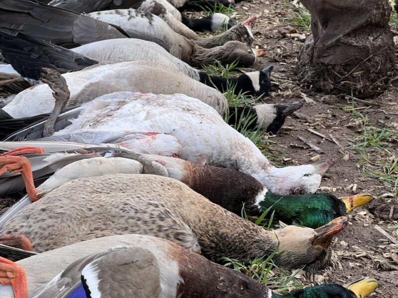 Texas Sandhill Crane & Waterfowl Hunts / Burning Sky Outfitters