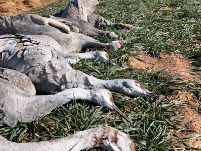 Texas Sandhill Crane & Waterfowl Hunts / Burning Sky Outfitters