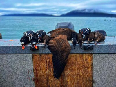 Alaska Sea Duck Hunting