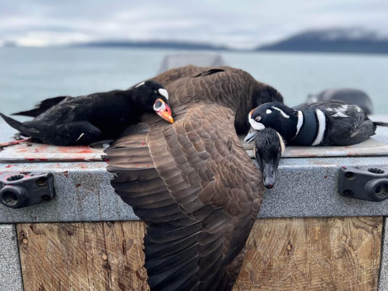 Alaska Sea Duck Hunting