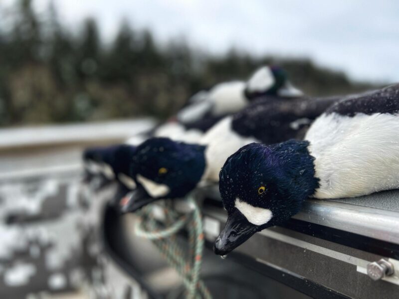 Alaska Sea Duck Hunting