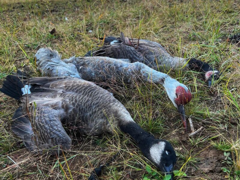 Alaska Sandhill Crane Hunts