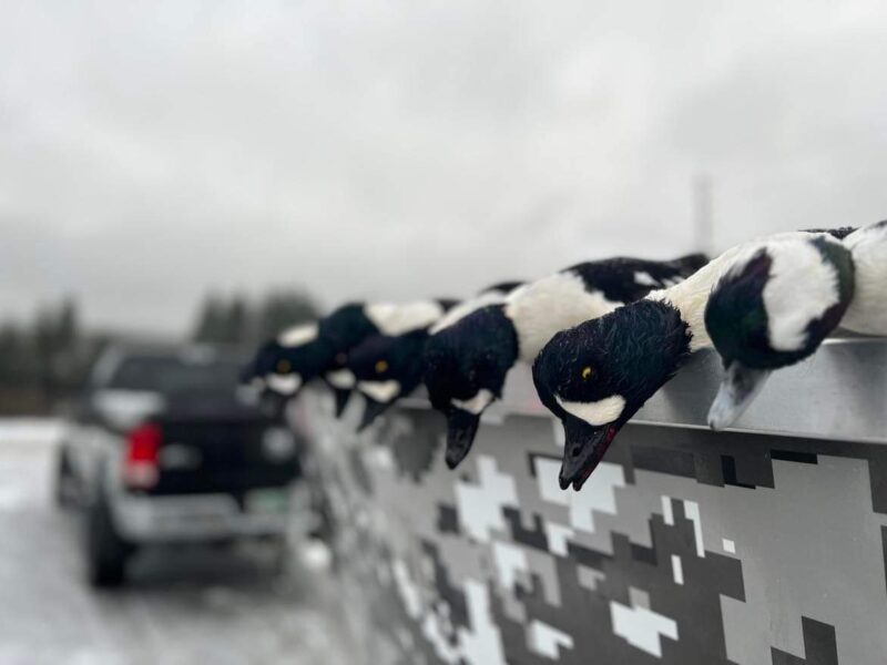 Alaska Sea Duck Hunting