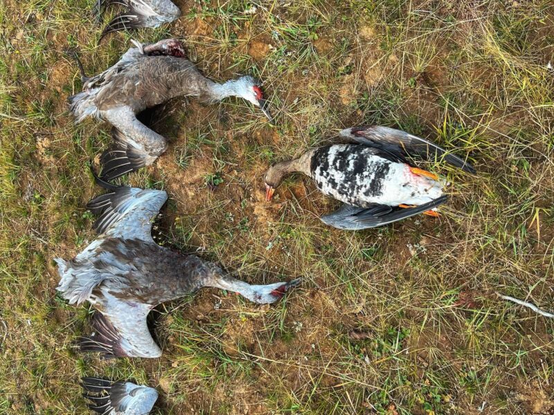 Alaska Sandhill Crane Hunts