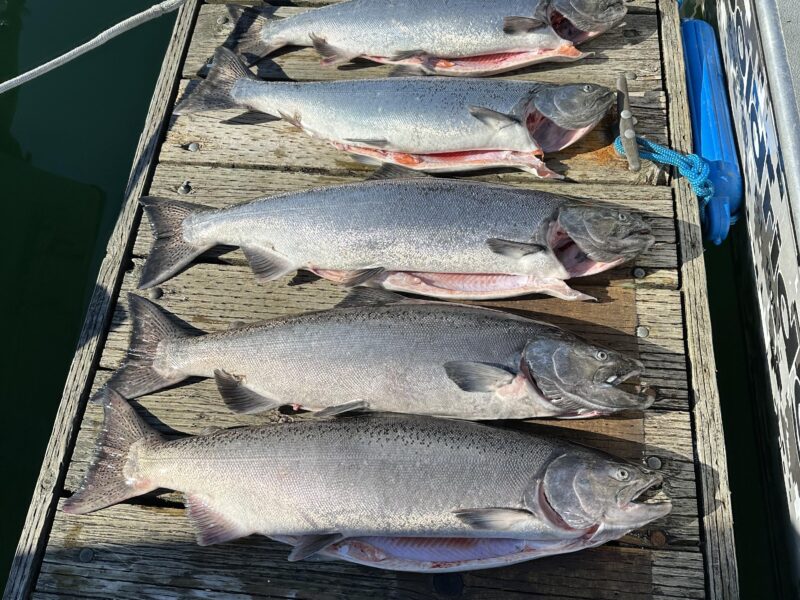 Alaska Salmon Fishing Charter