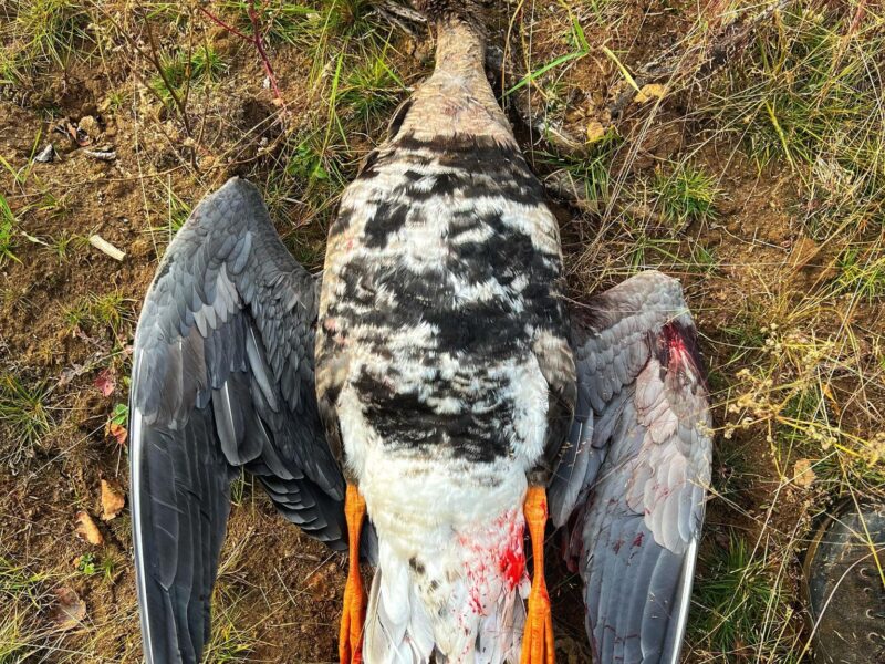 Alaska Sandhill Crane Hunts