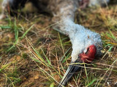 Alaska Sandhill Crane Hunts