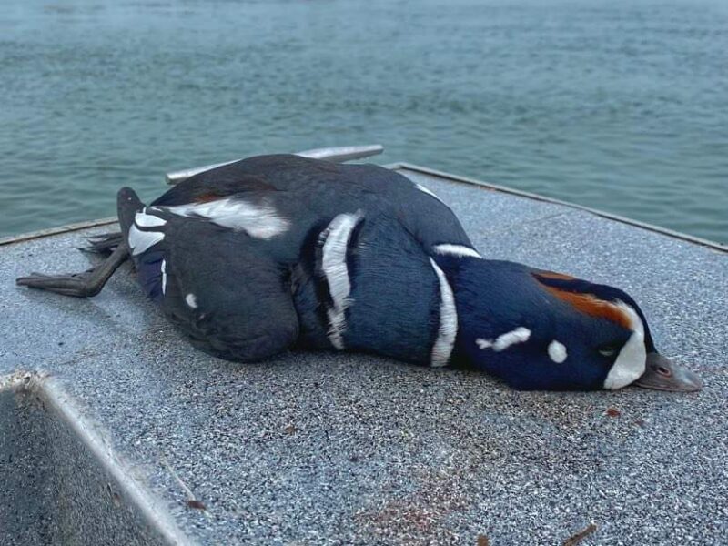 Alaska Sea Duck Hunting