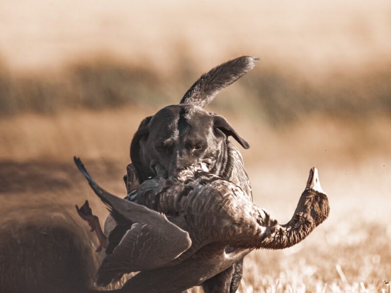 3 Morning / 2 Evening Non Resident Canadian Waterfowl Hunts