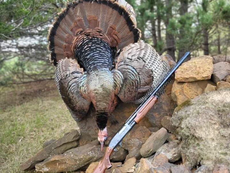 Wisconsin Guided Turkey Hunt