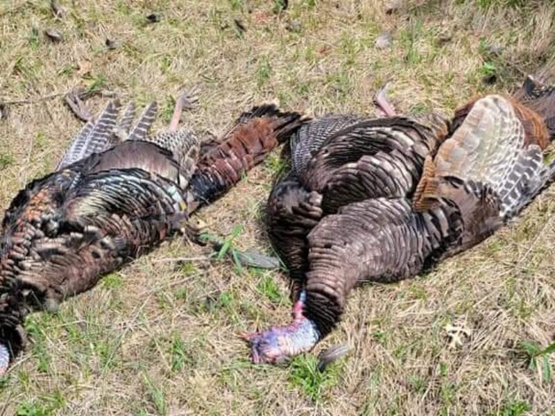 Wisconsin Guided Turkey Hunt