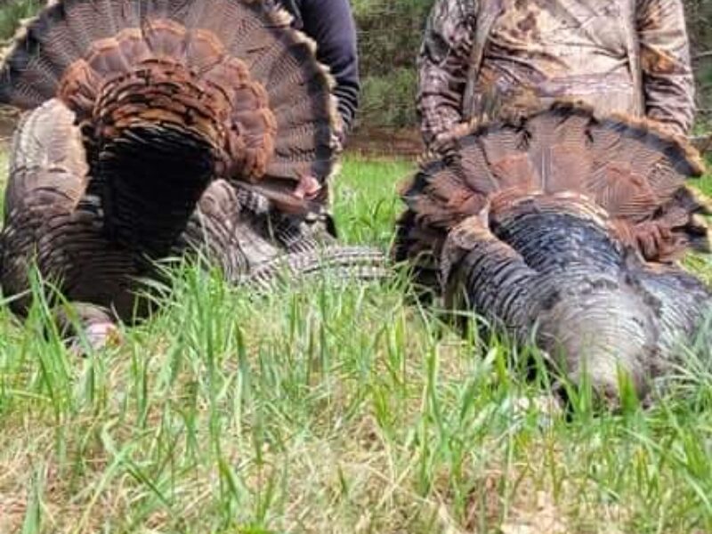 Wisconsin Guided Turkey Hunt